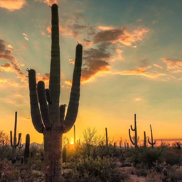 arizona cannabis financing options arizona cannabis financing options