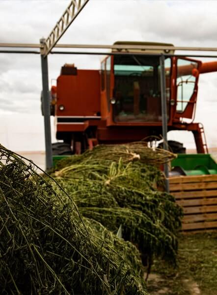 cannabis-equipment-financing-information cannabis-equipment-financing-information