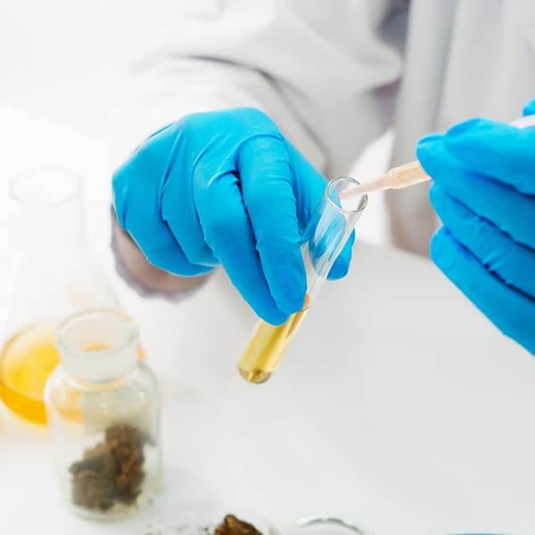 cannabis testing lab cannabis testing lab