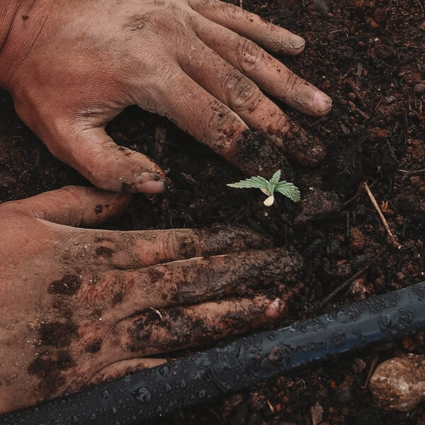 funding options for cultivators funding options for cultivators