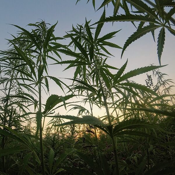 hemp company hemp company