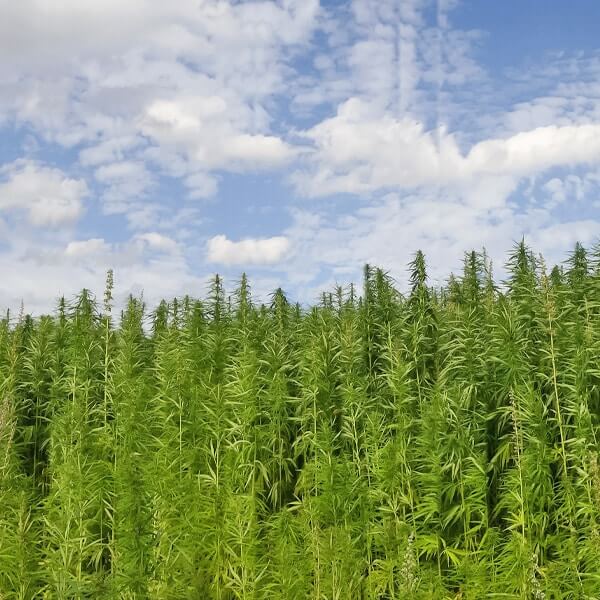 hemp producer loans hemp producer loans