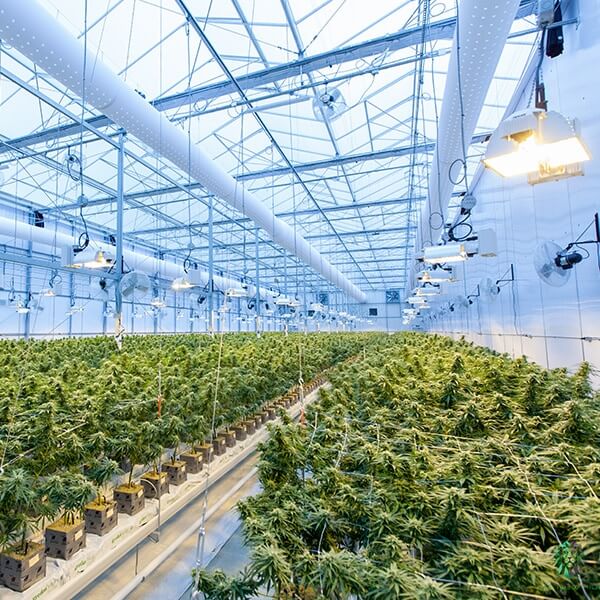 marijuana cultivation business loans marijuana cultivation business loans