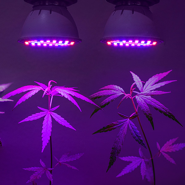 cannabis business financing solution cannabis business financing solution