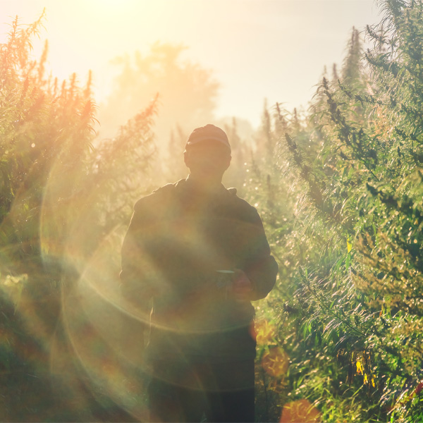 cannabis financing solution cannabis financing solution