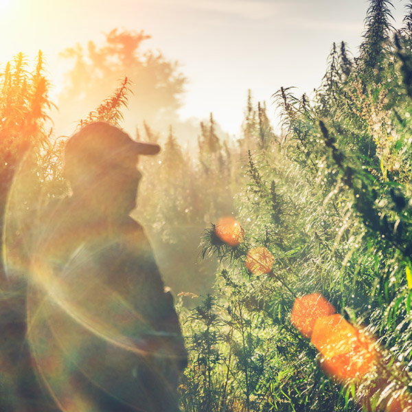 financing options for hemp business financing options for hemp business