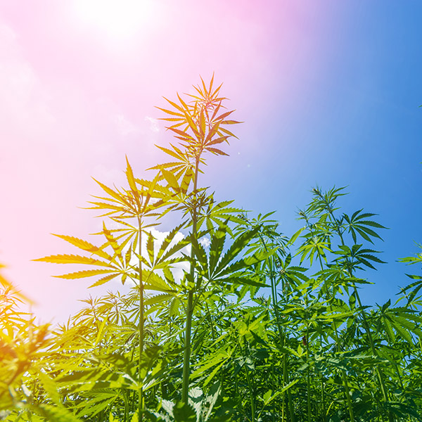 hemp company financing information hemp company financing information