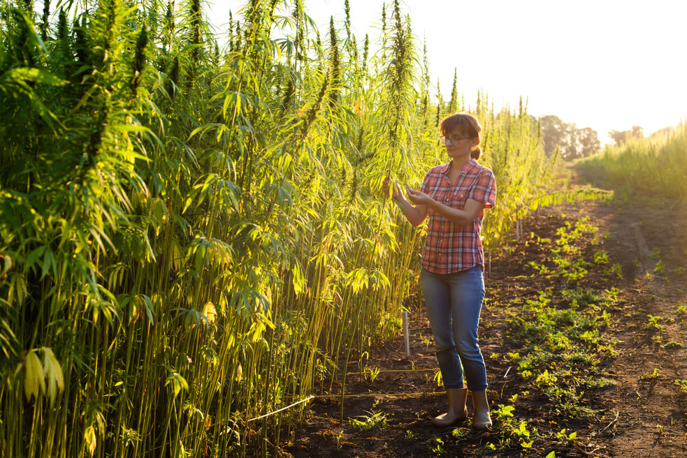 cannabis cultivator