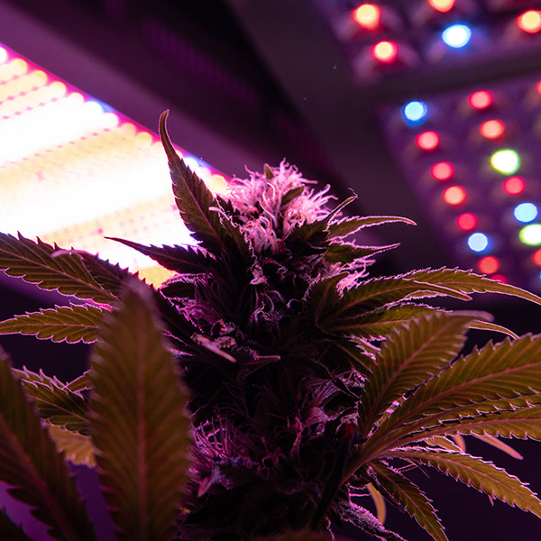 cannabis equipment loan programs cannabis equipment loan programs