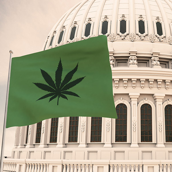 cannabis legalization info cannabis legalization info