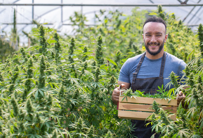 cannabis expansion loan cannabis expansion loan