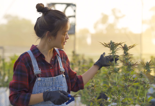 cannabis loans help your credit cannabis loans help your credit