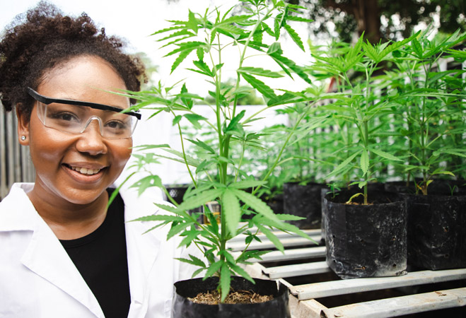cannabis payroll loan cannabis payroll loan
