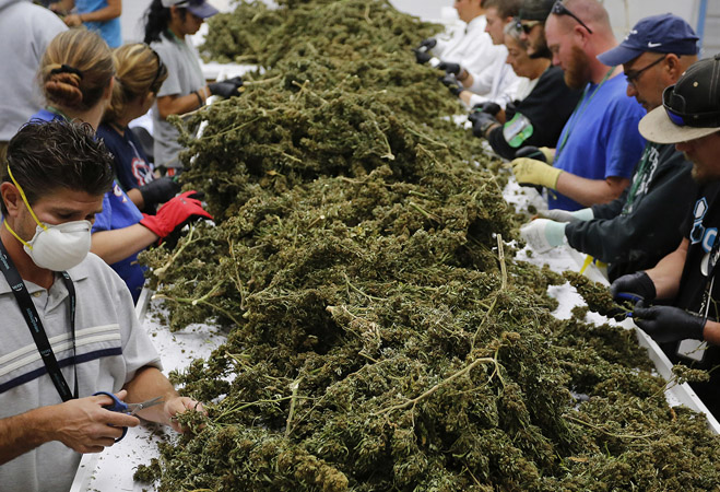cannabis payroll loans cannabis payroll loans