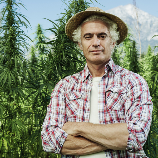 debt financing cannabis debt financing cannabis