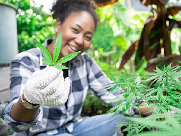 debt-financing-for-cannabis.jpg debt-financing-for-cannabis.jpg