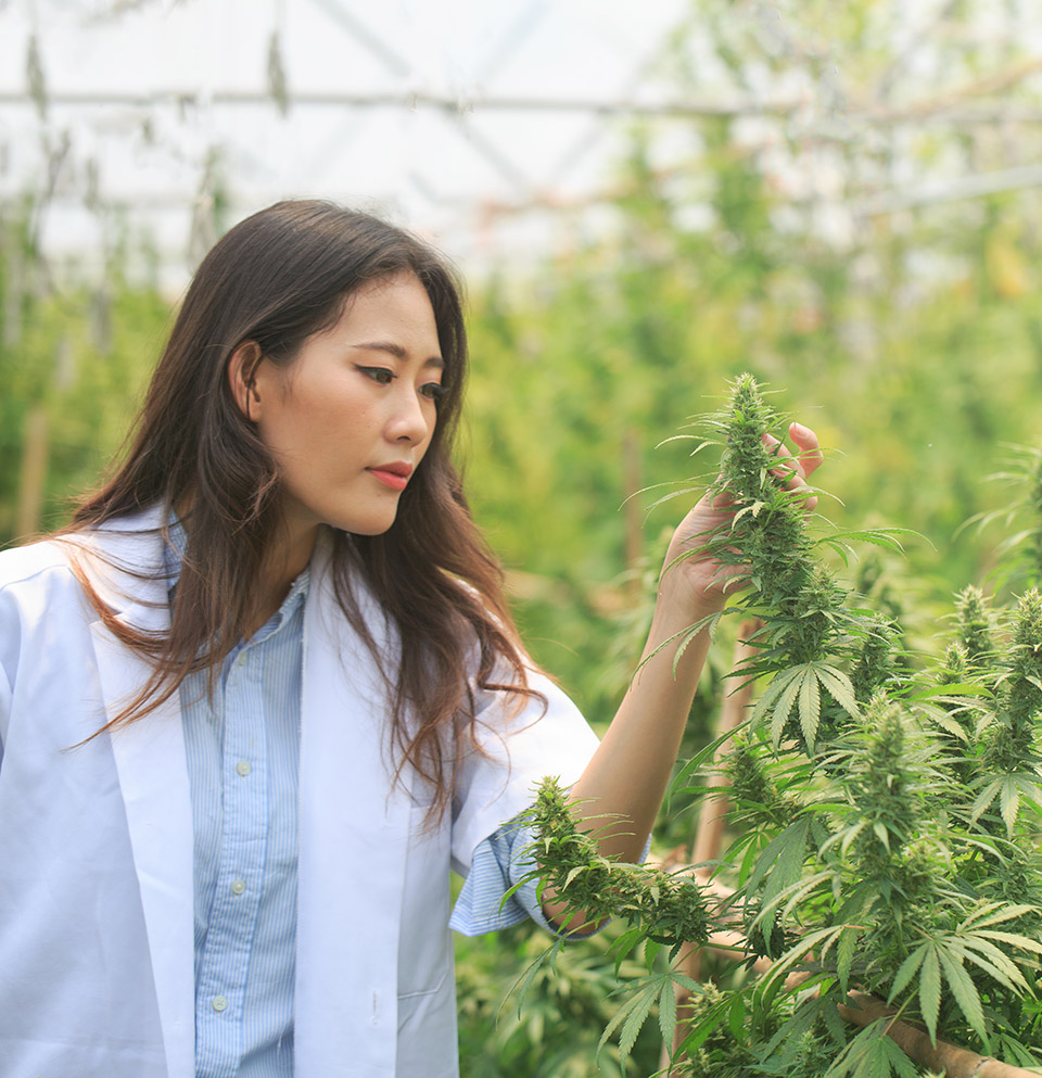 cannabis market report 7 cannabis market report 7