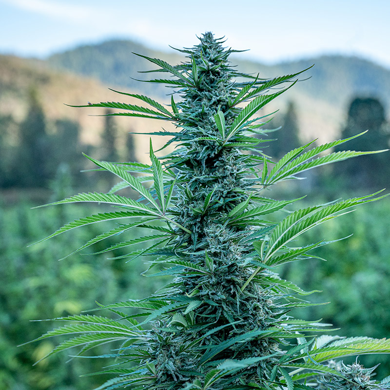 cannabis crop loss insurance company cannabis crop loss insurance company