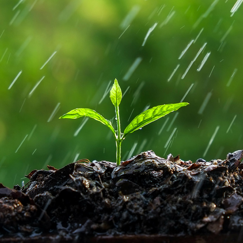 cannabis disaster insurance cannabis disaster insurance