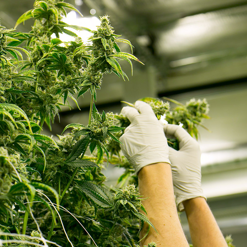 cannabis growth opportunity cannabis growth opportunity