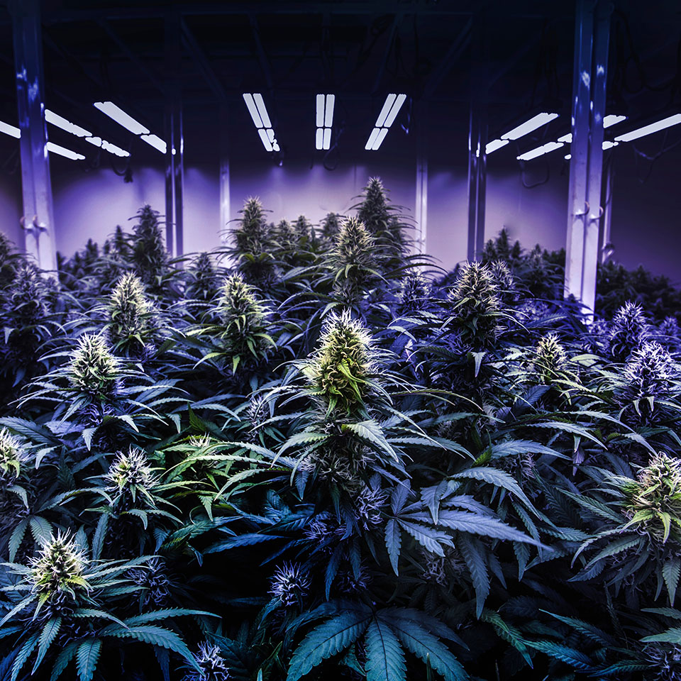 cannabis cultivation tariffs cannabis cultivation tariffs