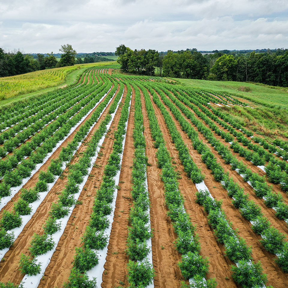 hemp tariffs hemp tariffs