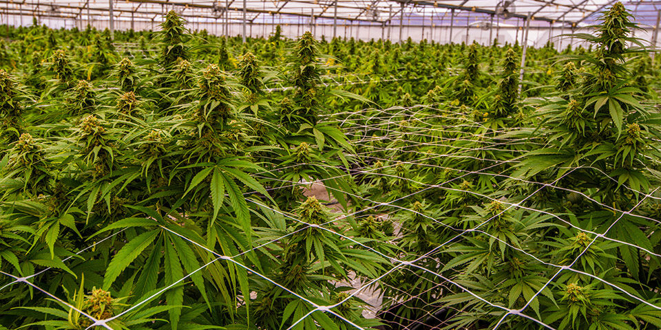Upgrading Cultivation Facilities through Equipment Financing Upgrading Cultivation Facilities through Equipment Financing